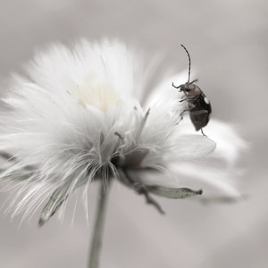 虫子-花-手机摄影-昆虫-虫子 图片素材