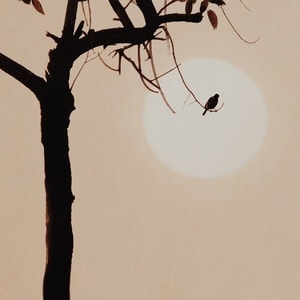 手机摄影-自然-画意-国画风-动物 图片素材