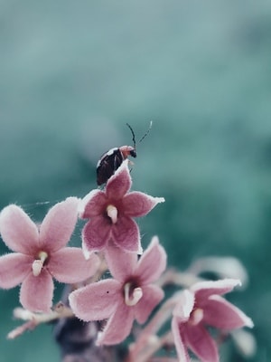 手机摄影-色彩-微距-虫子-昆虫 图片素材