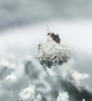 手机摄影-微距-虫子-昆虫-虫子 图片素材