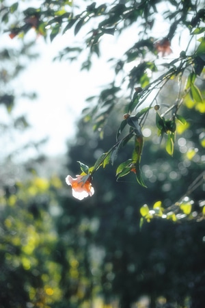 山茶-植物-花朵-光影-红花 图片素材