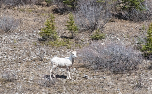 大角羊-动物-自然-动物-大角羊 图片素材