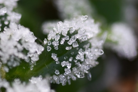 植物-自然-微距-光影-冬天 图片素材