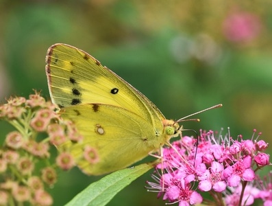 自然-微距-昆虫-蝴蝶-花朵 图片素材