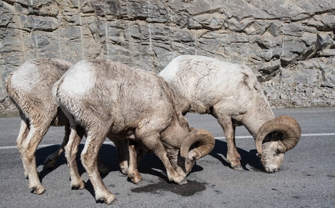 自然-动物-大角羊-大角羊-羊 图片素材