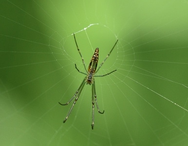 微距-自然-昆虫-蜘蛛-蜘蛛网 图片素材