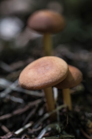 自然-微距-蘑菇-蘑菇-菌类 图片素材