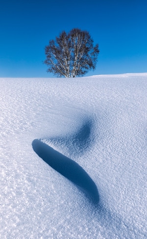 宁静-雪-洁白-蓝天-树 图片素材