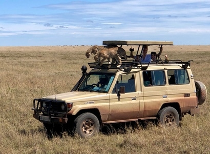 坦桑尼亚-塞伦盖蒂-猎豹-汽车-越野车 图片素材
