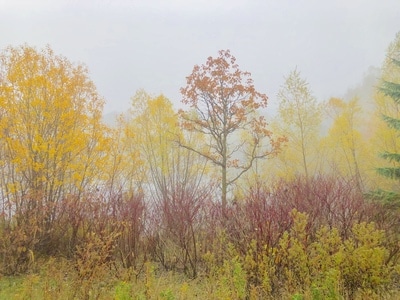 你好秋天-风光-旅途见闻-风景-树林 图片素材