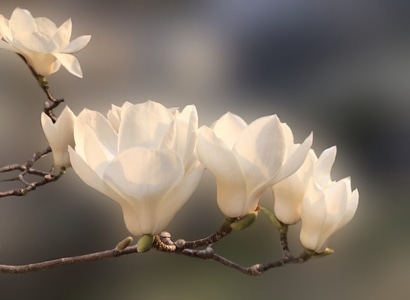 手机拍摄-玉兰花-玉兰花-花-花朵 图片素材