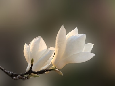 洁白-晶莹剔透-花卉-花-花朵 图片素材