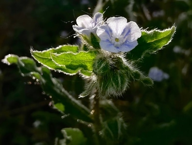 春色-路边野花-花-花卉-花蕊 图片素材