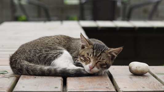 猫-旅拍-宠物-动物-猫 图片素材