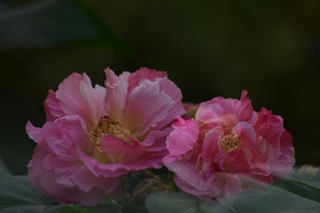红色-自然-季节-花卉-植物 图片素材