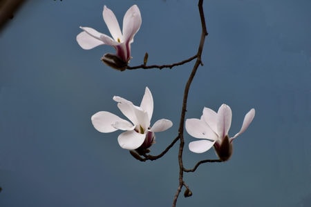 辛夷花-自然-生态-季节-旅行 图片素材