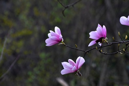 辛夷花-自然-生态-季节-旅行 图片素材