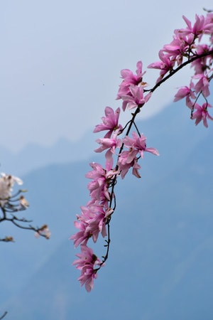 自然-旅行-生态-辛夷花-辛夷花 图片素材