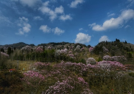 你好2020-辛夷花-吴家后山-电脑传图标签挑战赛-江油 图片素材