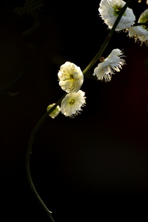 自然-季节-花鸟-花-花朵 图片素材
