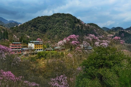 你好2020-电脑传图标签挑战赛-江油-吴家后山-辛夷花 图片素材