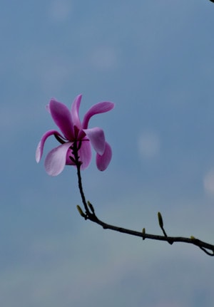 辛夷花-自然-生态-季节-旅行 图片素材