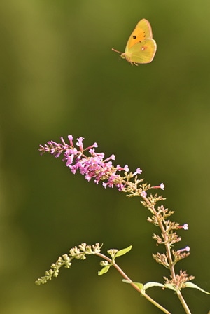 抓拍-蝴蝶-自然-季节-蝴蝶 图片素材
