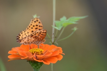 抓拍-蝴蝶-自然-季节-蝴蝶 图片素材