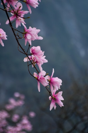 季节-旅行-自然-植物-辛夷花 图片素材
