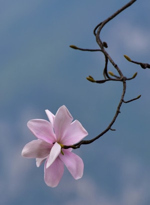 季节-旅行-自然-植物-辛夷花 图片素材