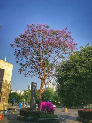 成都市-城市色彩-我要上封面-你好2020-蓝花楹 图片素材