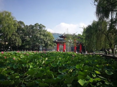 自然-季节-抓拍-荷塘-荷花池 图片素材