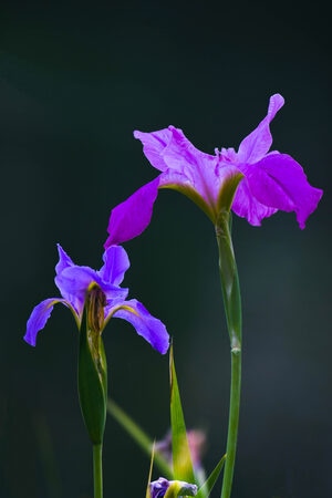 我要上封面-你好2020-鸢尾花-花-花朵 图片素材