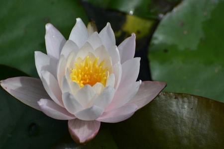 植物-花卉-花卉-植物-芙蓉 图片素材