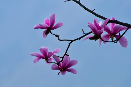 辛夷花-自然-生态-季节-旅行 图片素材