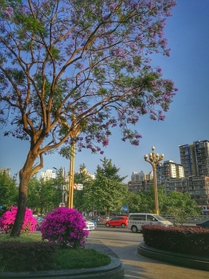 成都市-城市色彩-我要上封面-你好2020-蓝花楹 图片素材