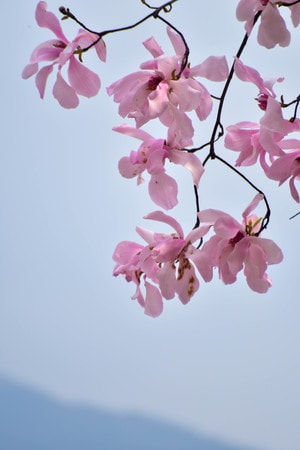 季节-旅行-自然-植物-辛夷花 图片素材