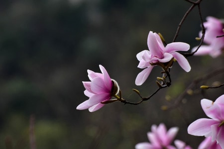 自然-旅行-生态-辛夷花-辛夷花 图片素材