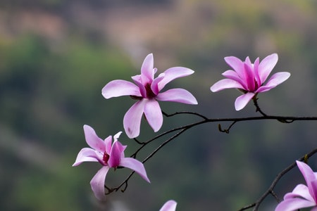辛夷花-自然-生态-季节-旅行 图片素材