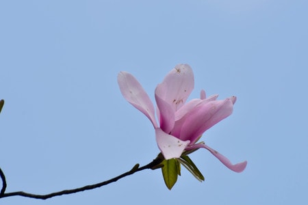 季节-旅行-自然-植物-辛夷花 图片素材