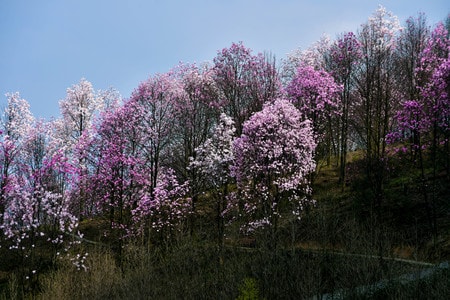 季节-旅行-自然-植物-辛夷花 图片素材