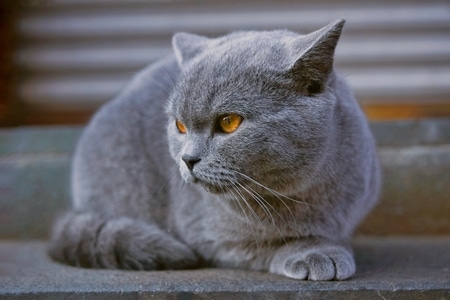 萌宠写真-街拍-有趣的瞬间-动物-猫 图片素材