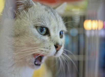 萌宠-动物-动物-猫-猫咪 图片素材