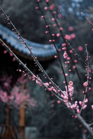 梅花-旅行-风光-色彩-梅花 图片素材