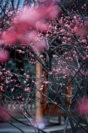 梅花-旅行-风光-色彩-梅花 图片素材
