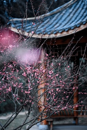 梅花-旅行-风光-色彩-梅花 图片素材