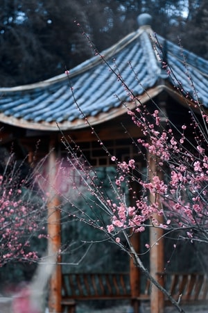 梅花-旅行-风光-色彩-梅花 图片素材