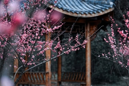 梅花-旅行-风光-色彩-梅花 图片素材