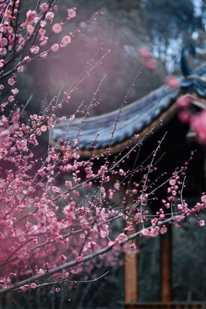 梅花-旅行-风光-色彩-梅花 图片素材