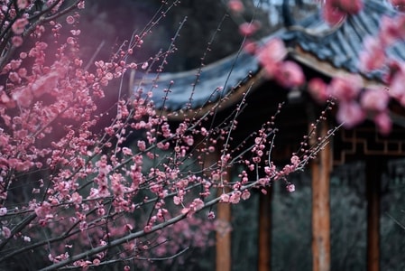梅花-旅行-风光-色彩-梅花 图片素材
